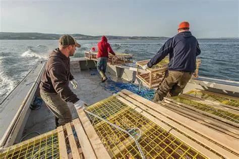 加拿大92岁捕虾人回顾 78年龙虾渔业演变